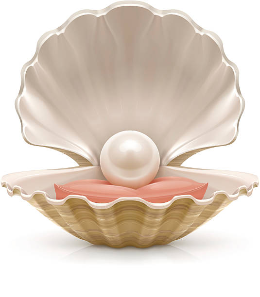 Illustration of a pearl in a shell